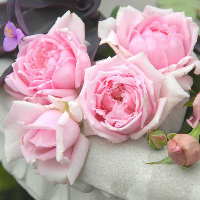 バラ セプテンバーモーン 秋苗 大苗 四季咲 Ht ディートリヒ ターナー バラ苗 薔薇 2108 京阪園芸ガーデナーズwebショップ 本店