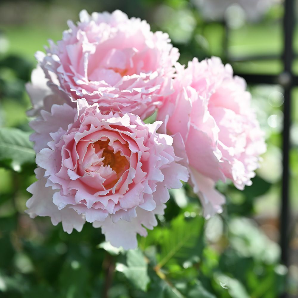 淡いピンクのソフィーロシャスというバラの画像