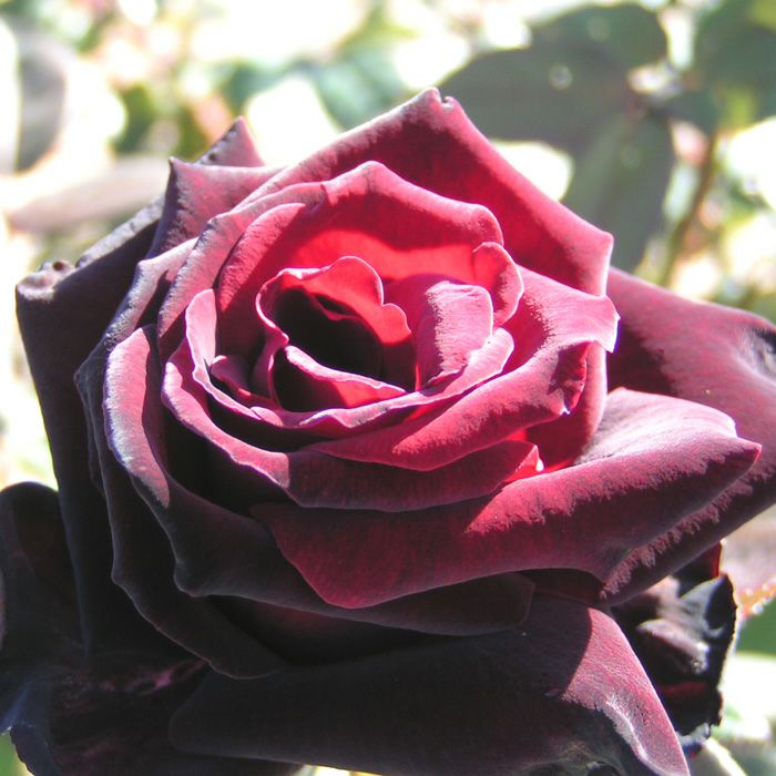 黒みを帯びた赤をしたバルカロールという黒バラの画像