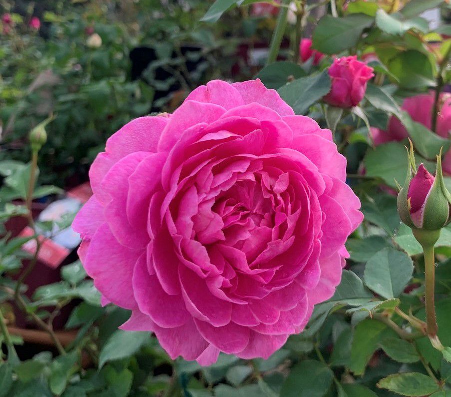 ワインがかったピンク色をしたフィネスというバラの画像