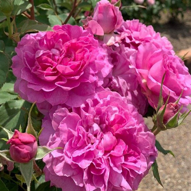 ワインがかったピンク色をしたフィネスというバラの画像