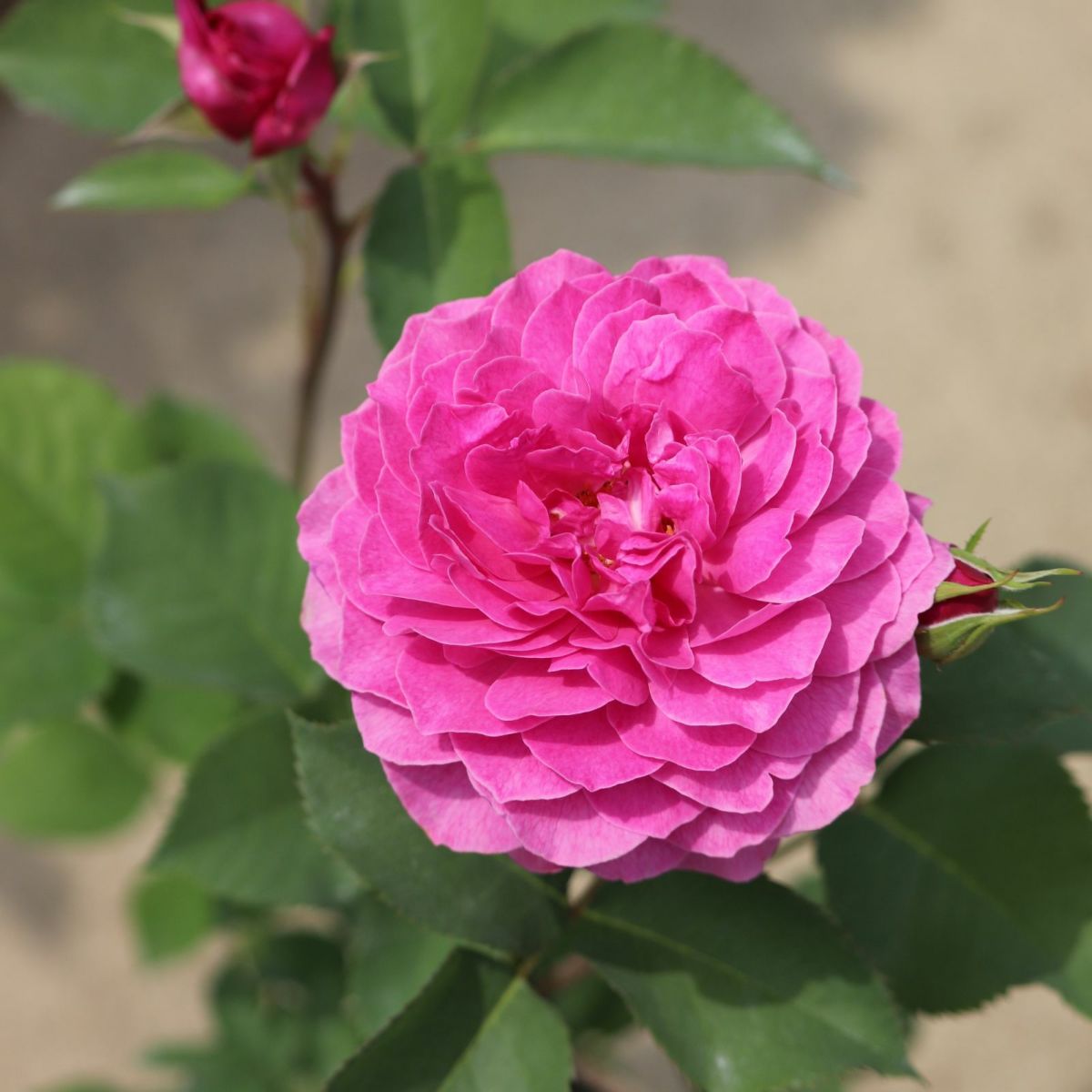 ワインがかったピンク色をしたフィネスというバラの画像