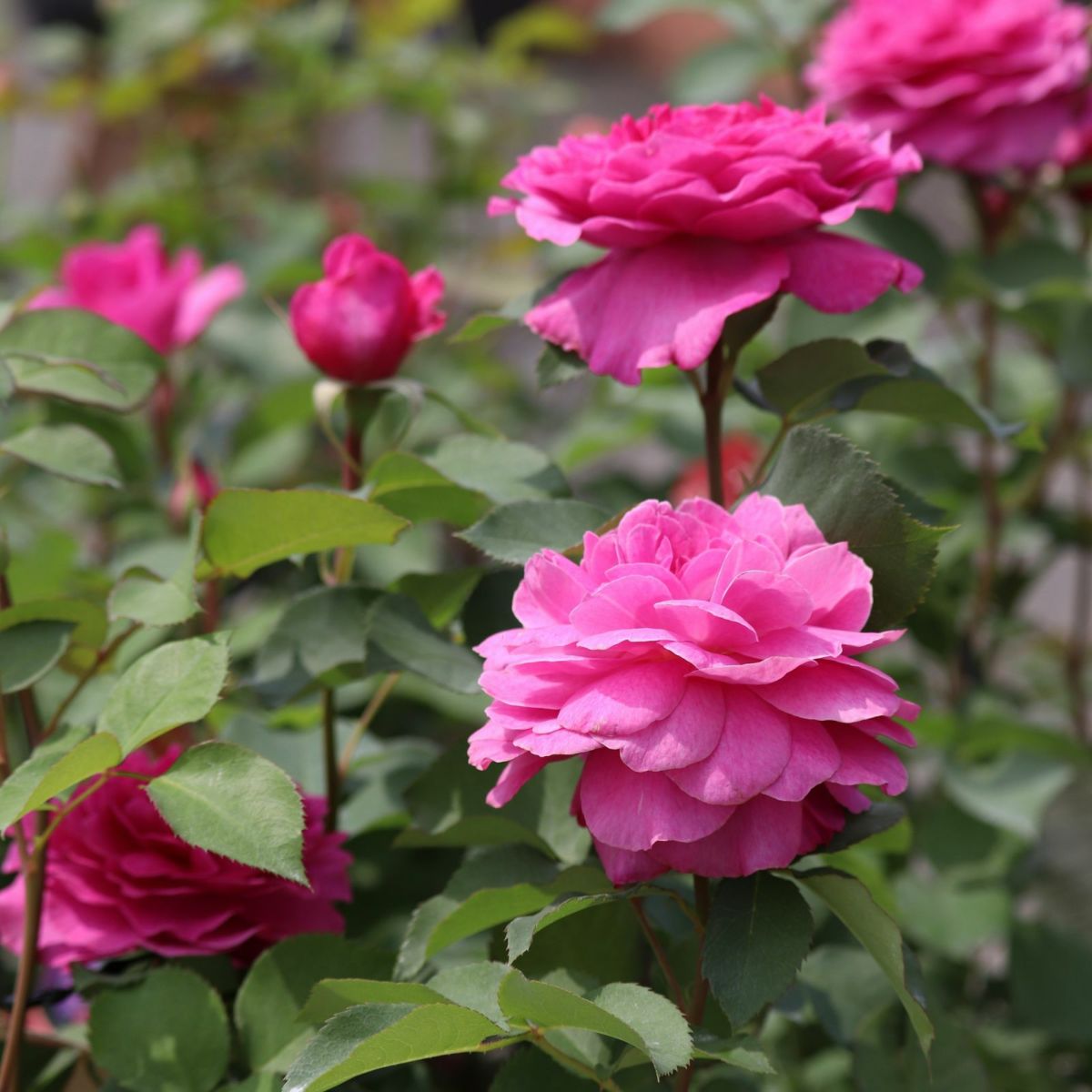 ワインがかったピンク色をしたフィネスというバラの画像