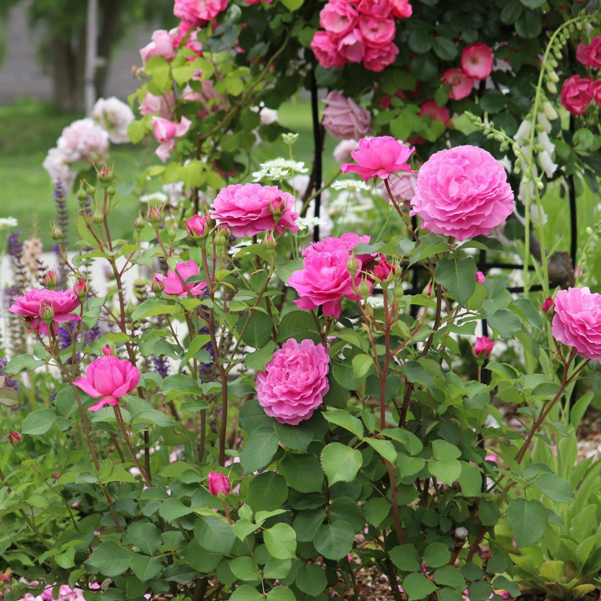 ワインがかったピンク色をしたフィネスというバラの画像