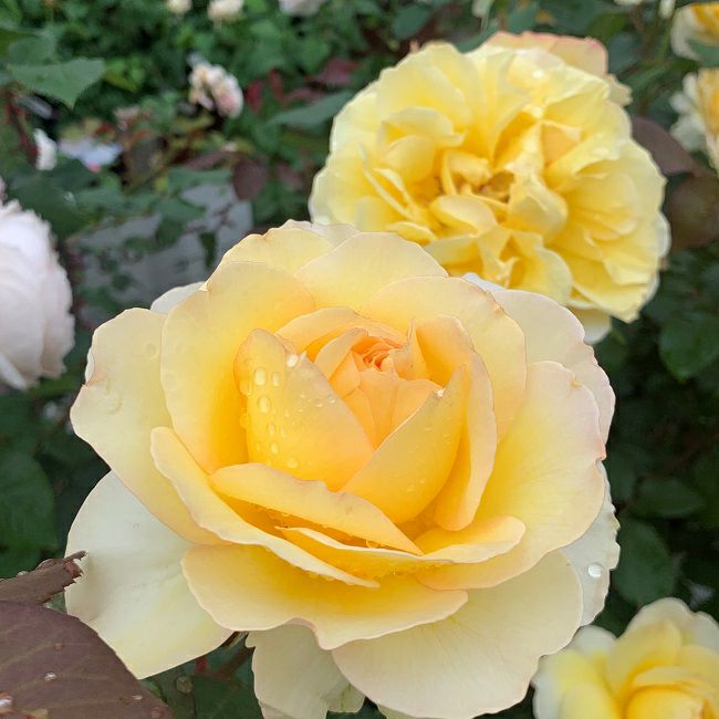 純黄色をしたれもんというバラの画像