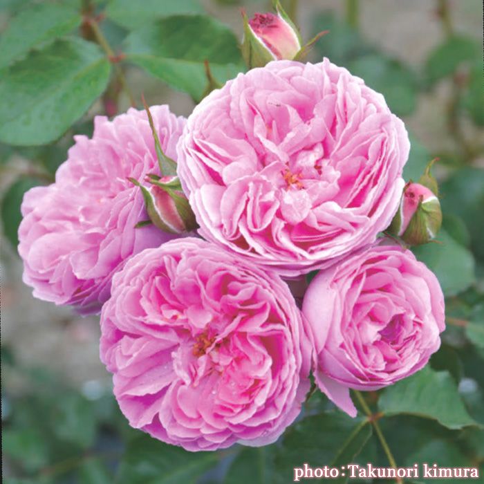 マットな大人ピンク色をしたワルキューレというバラの画像