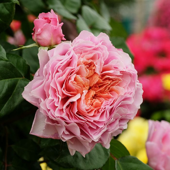 中心部に茶色をふくむ、細やかなピンクのグラデーションがかかったアイスフォーゲルというバラの画像