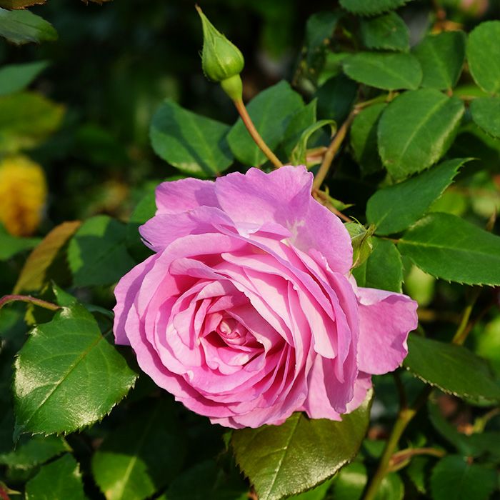 ピンク色をしたエーデルシュタインというバラの画像