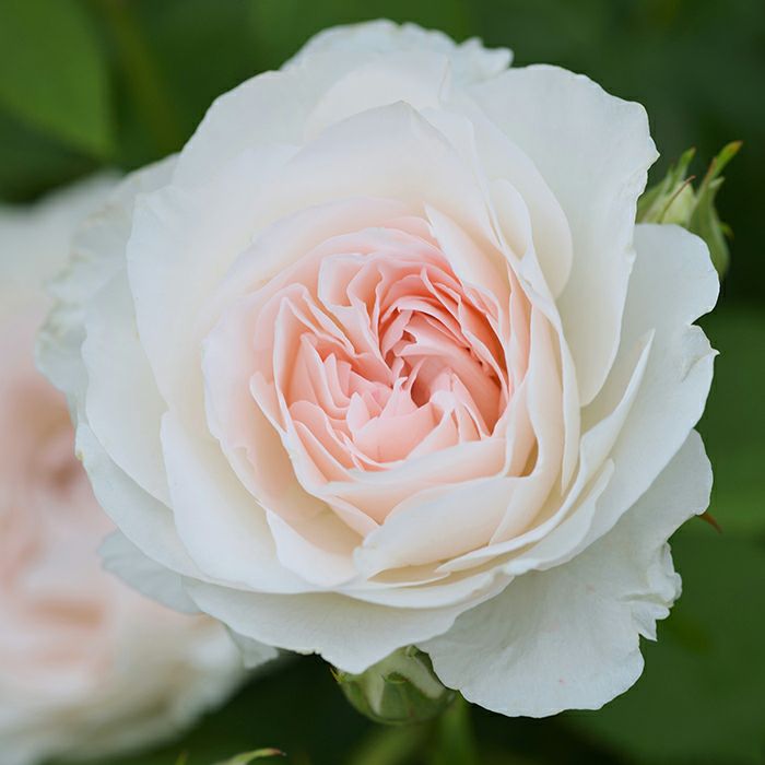 透明感のある白に、淡いピンクのグラデーションがかかったオーブレジェールというバラの画像