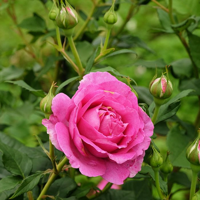 青みのあるピンク色をしたオドゥールダムールというバラの画像