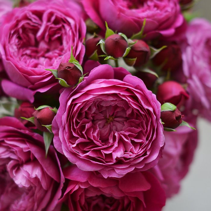 赤紫色をしたカルトナージュというバラの画像