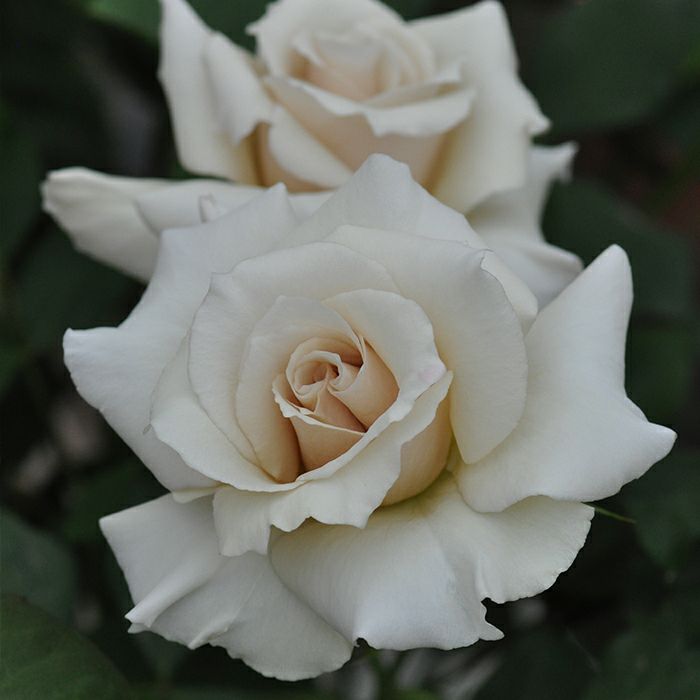 シャンパン色がかった淡いベージュ色をしたクラージュというバラの画像