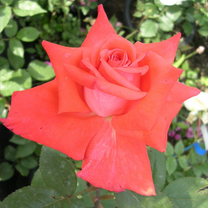 鮮やかなオレンジに朱色という大輪系のスーパースターというバラの画像