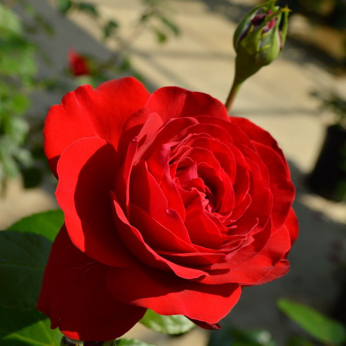 燃えるような赤色をしたティアーモという大輪のバラの画像