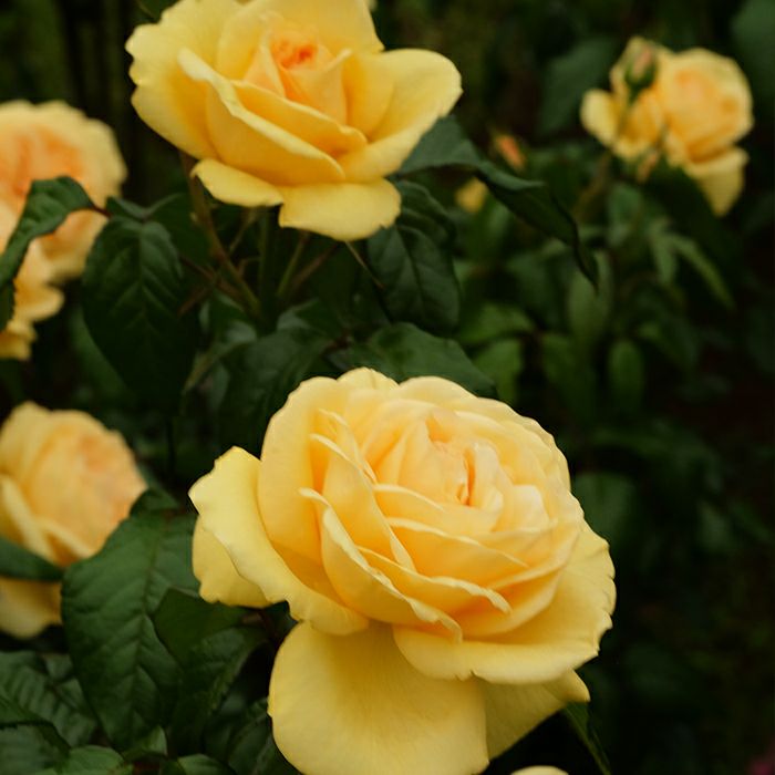 オレンジを含んだやわらかな黄色をしたティップントップというバラの画像