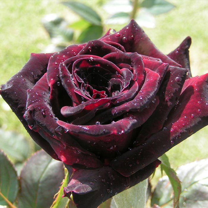 花つき、花保ちのよいブラックバッカラという黒バラの画像