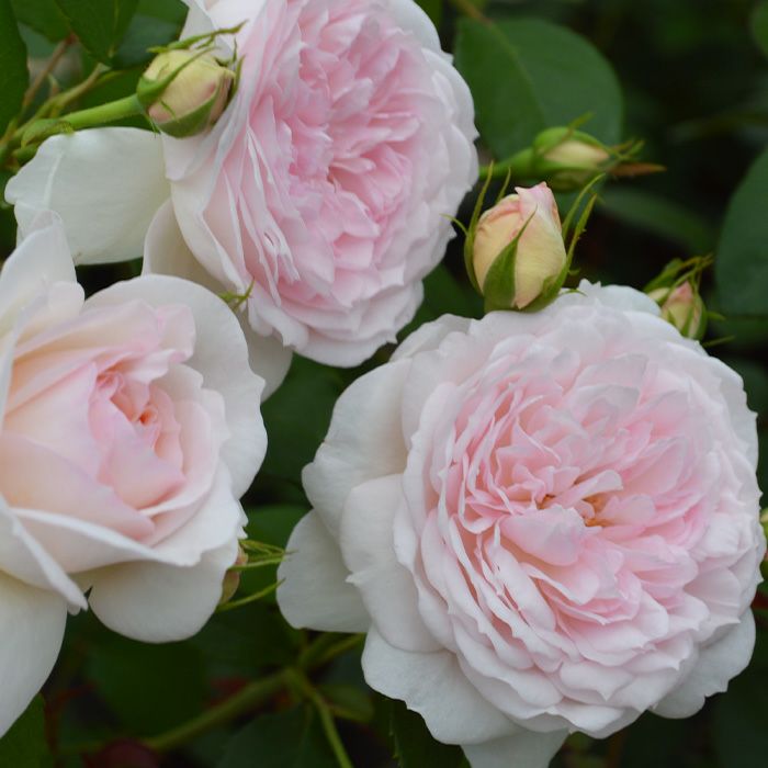 やさしげな淡いピンク色をしたプリンセスヴェールというバラの画像