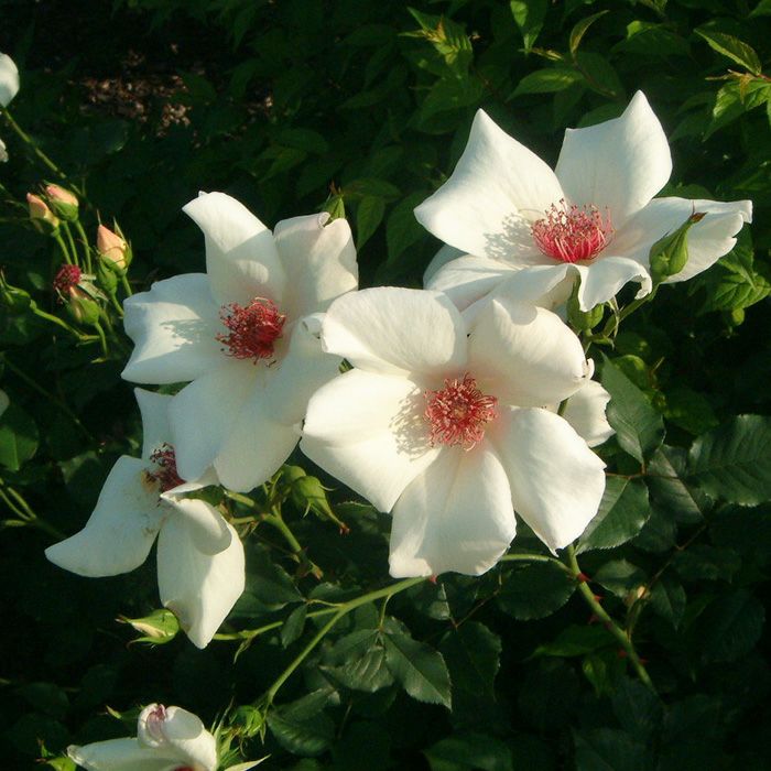 花芯の赤いしべがポイントとなる白色のホワイトウィングスという一重咲きバラの画像