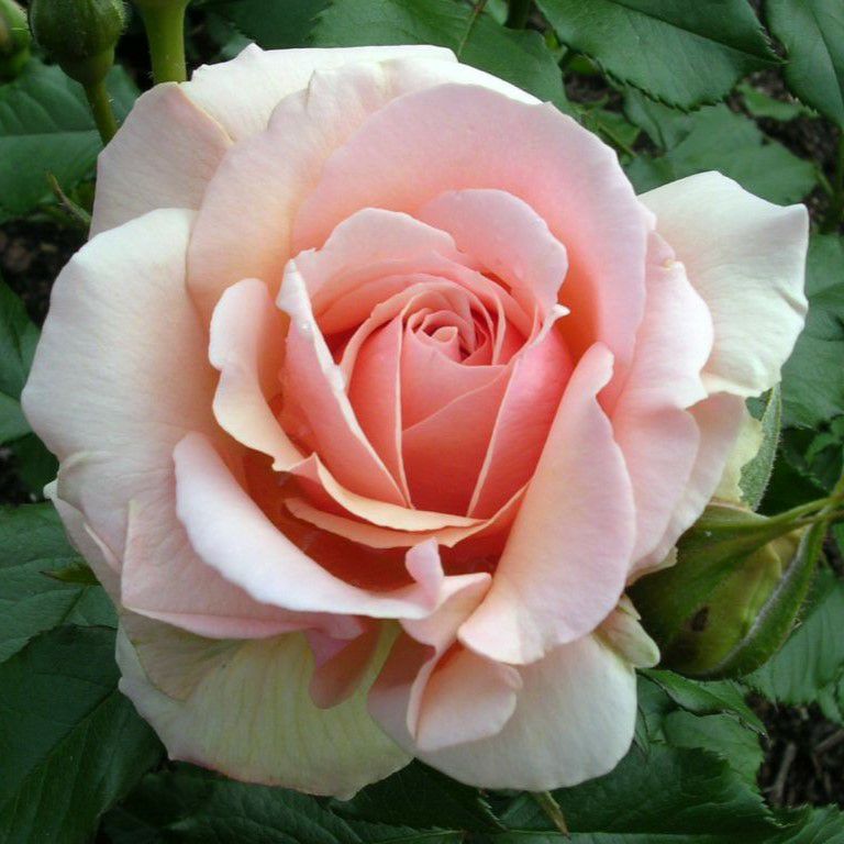 中心がソフトピンクに染まるアイボリー色をしたヨハンシュトラウスというバラの画像