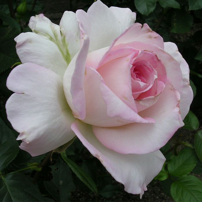 オフホワイトに淡いピンクの色彩をした衣笠(きぬがさ)というバラの画像