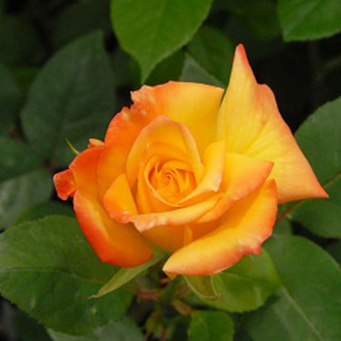 オレンジや朱赤が染まったような鮮やかな色をした宇多野(うたの)というバラの画像