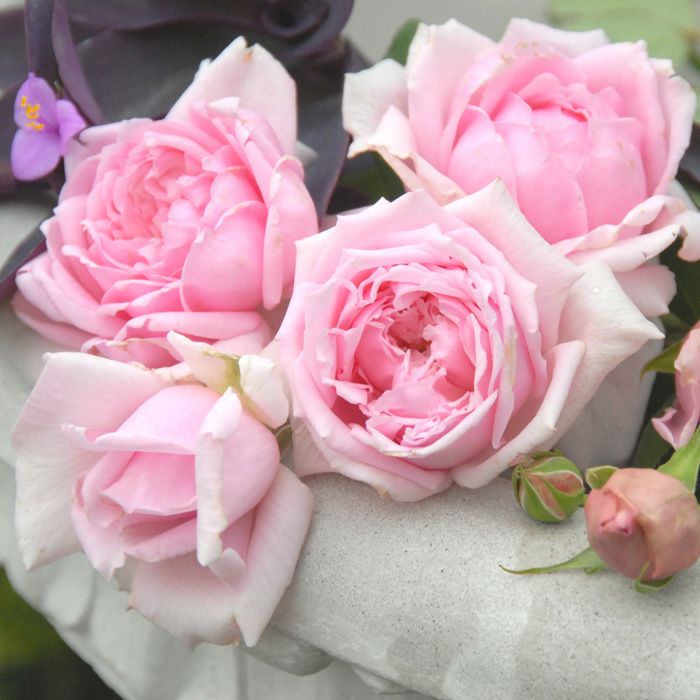 薄ピンク色をしたセプテンバーモーンというバラの画像