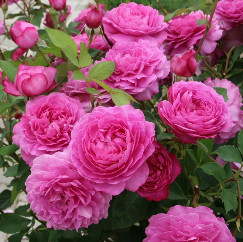 ワインがかったピンク色をしたフィネスというバラの画像