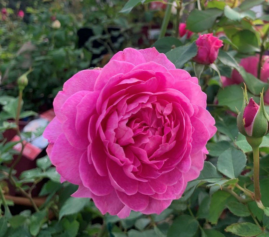 ワインがかったピンク色をしたフィネスというバラの画像