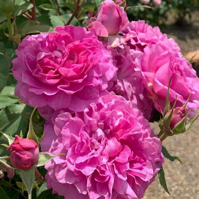 ワインがかったピンク色をしたフィネスというバラの画像