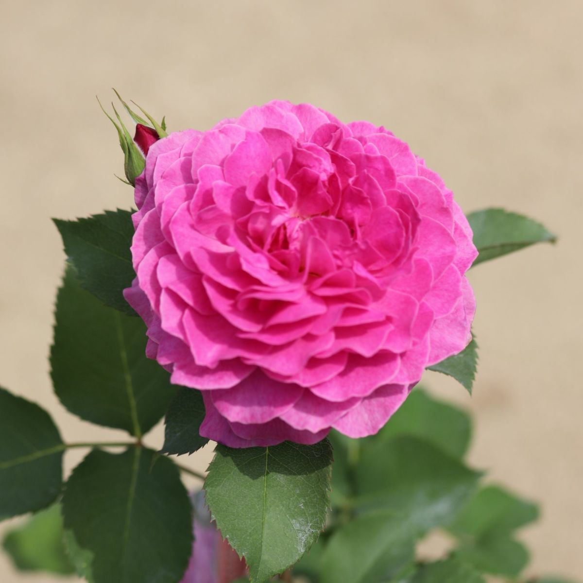 ワインがかったピンク色をしたフィネスというバラの画像