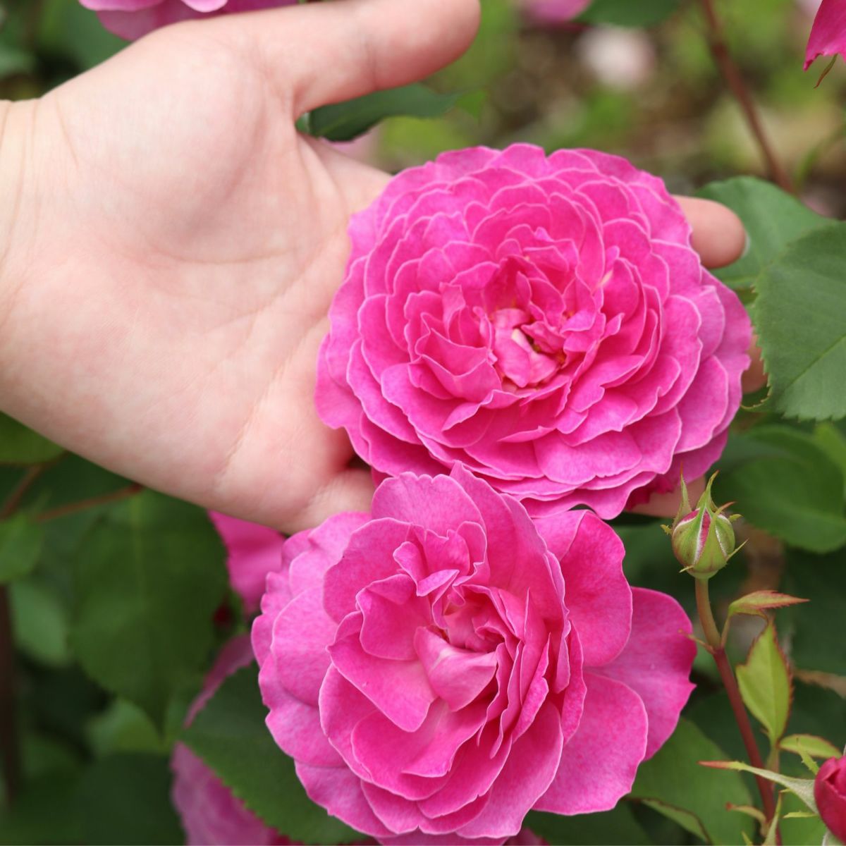 フィネスというバラに手を添えている画像