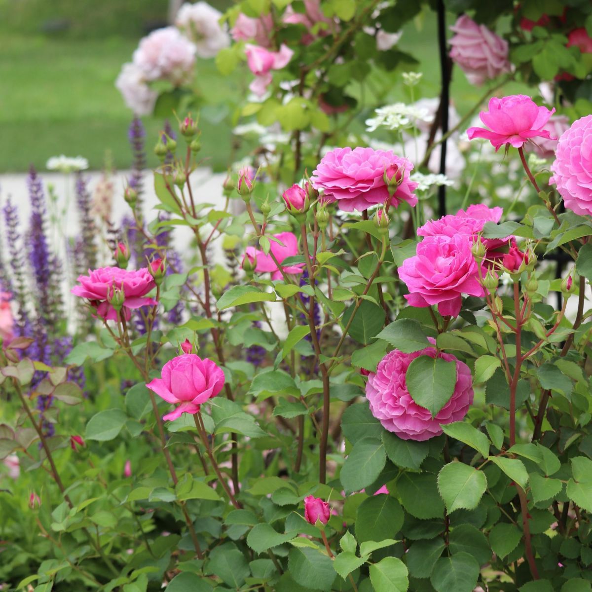 ワインがかったピンク色をしたフィネスというバラの画像