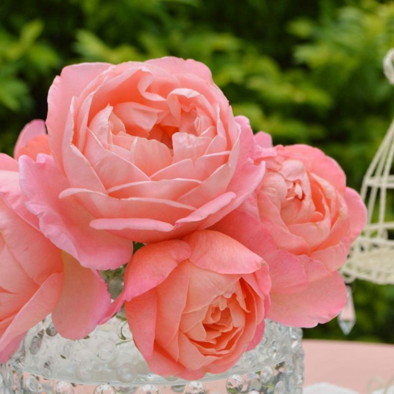 コーラルピンクカラーをしたマドモワゼルメイアンというバラの画像