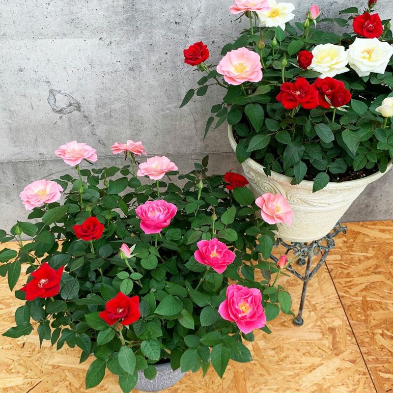 【 ミニバラ 】 送料込 「ウェルター」 かわいいバラの鉢植え 花色が選べる プレゼント ギフト　