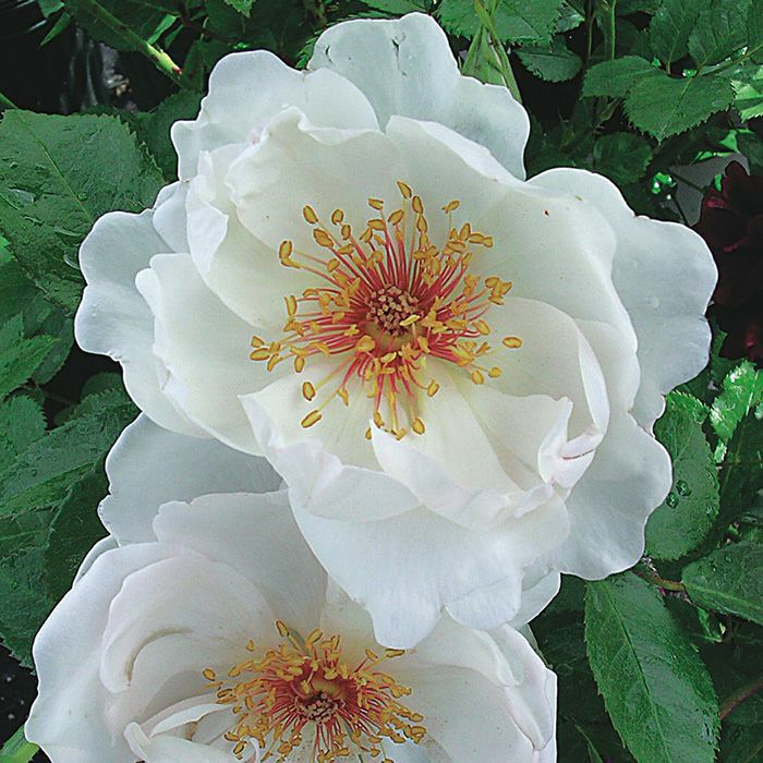 バラ苗 6号鉢「ジャクリーヌデュプレ」