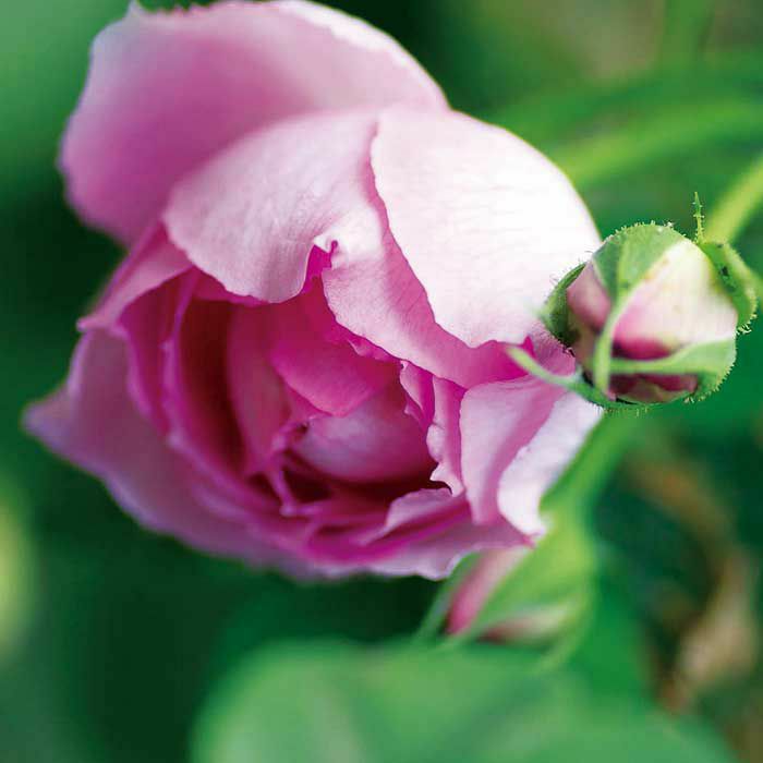 可愛らしいピンク色をしたマダムルナイーというバラの画像