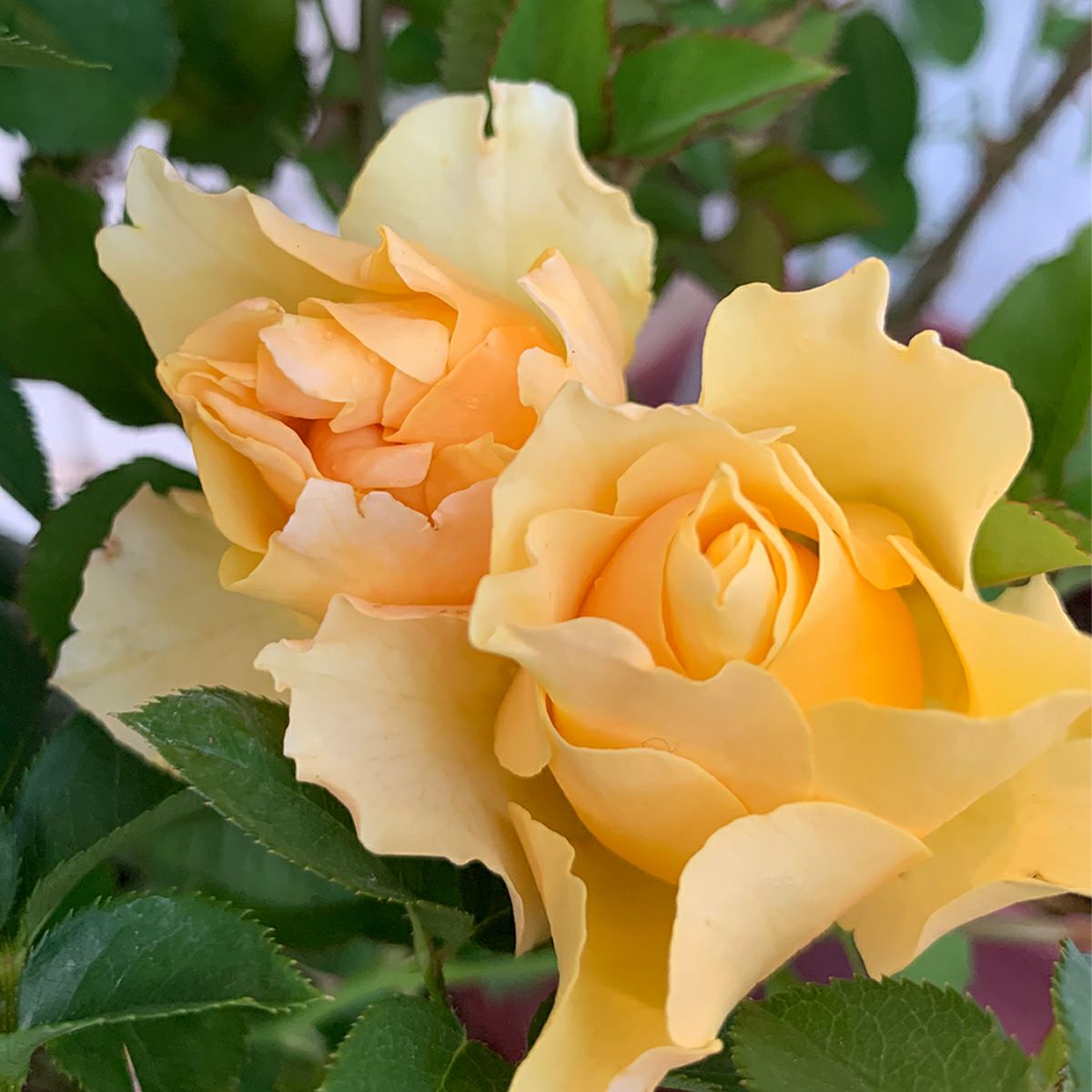 光や炎を感じる濃黄色をしたカチューシャというバラの画像