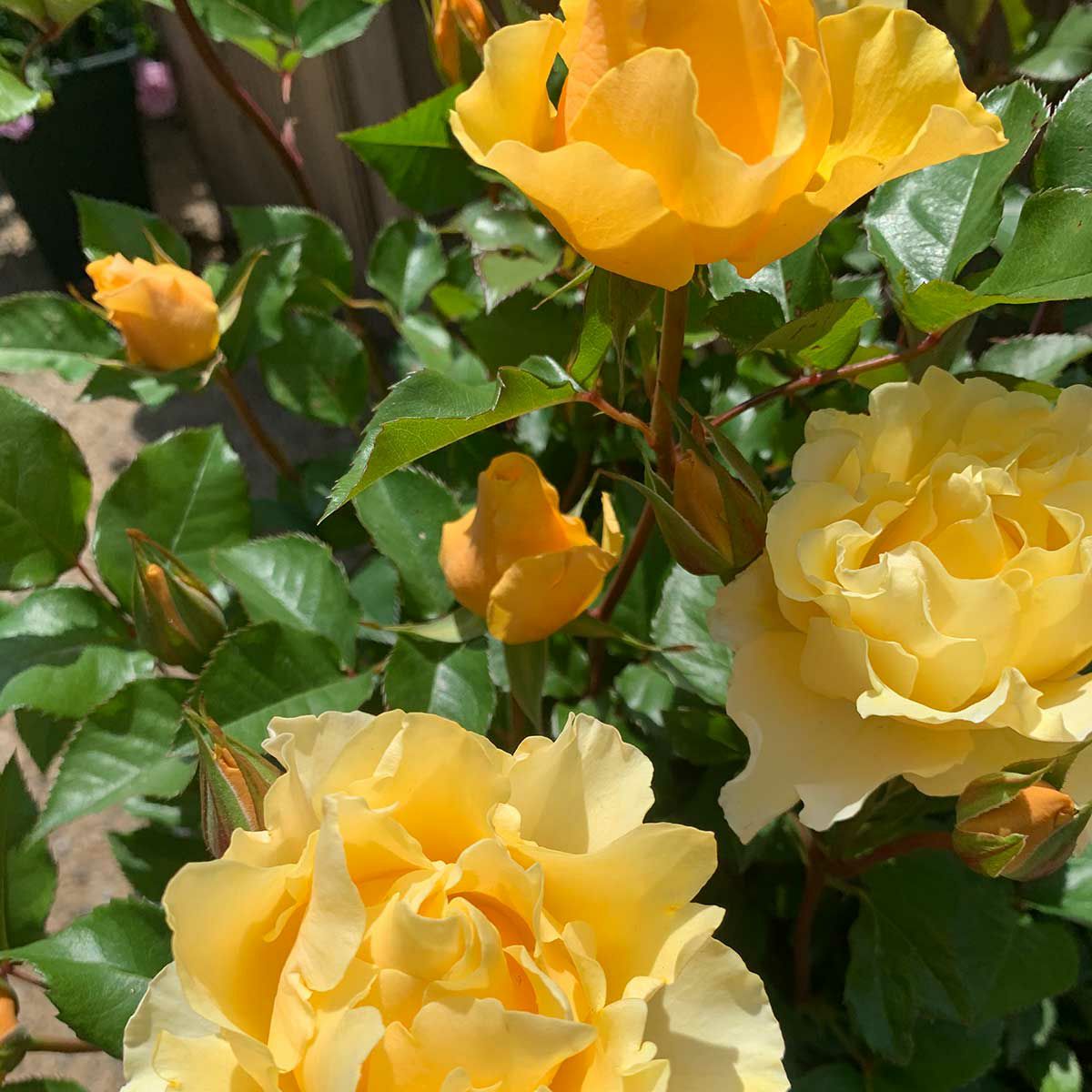 光や炎を感じる濃黄色をしたカチューシャというバラの画像