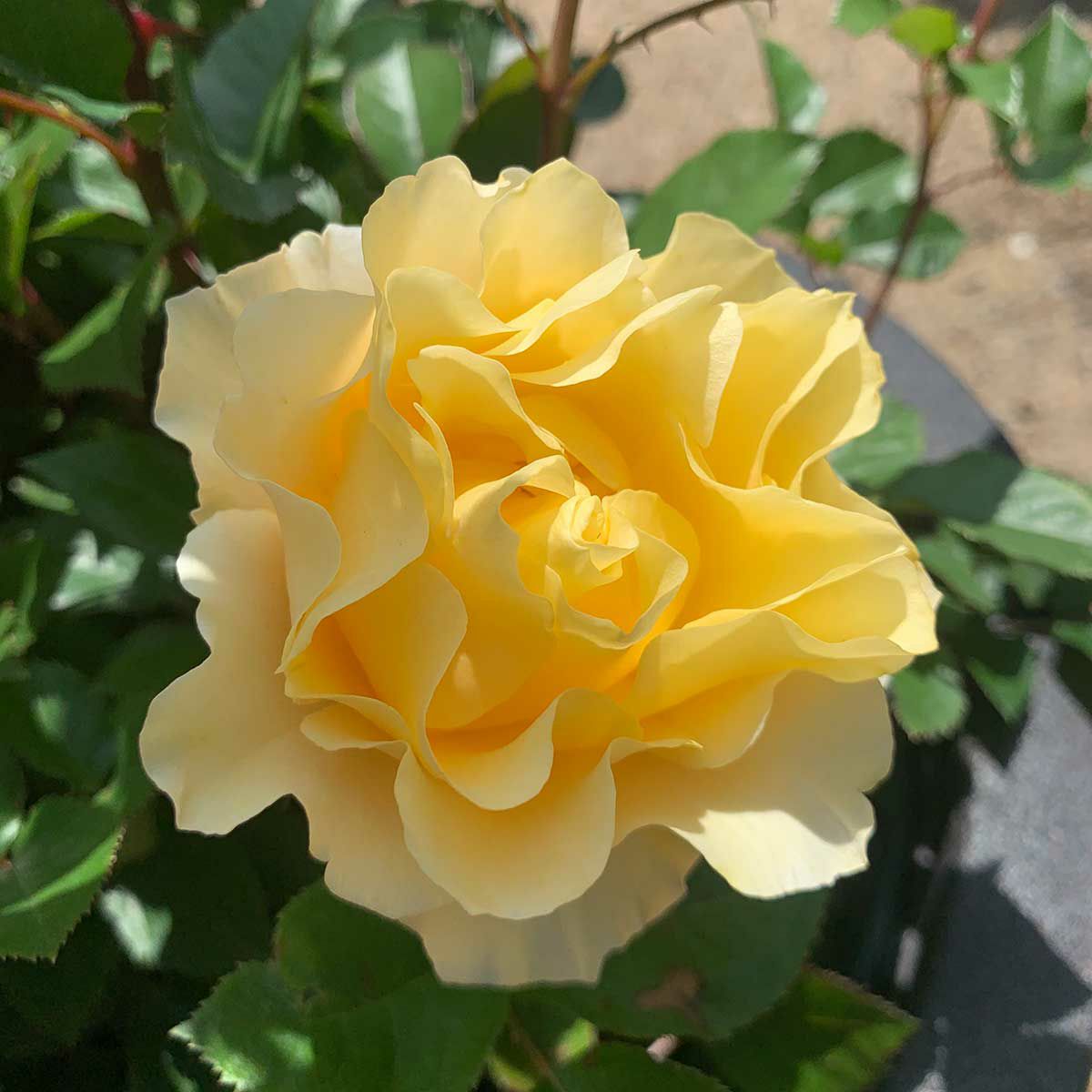 光や炎を感じる濃黄色をしたカチューシャというバラの画像