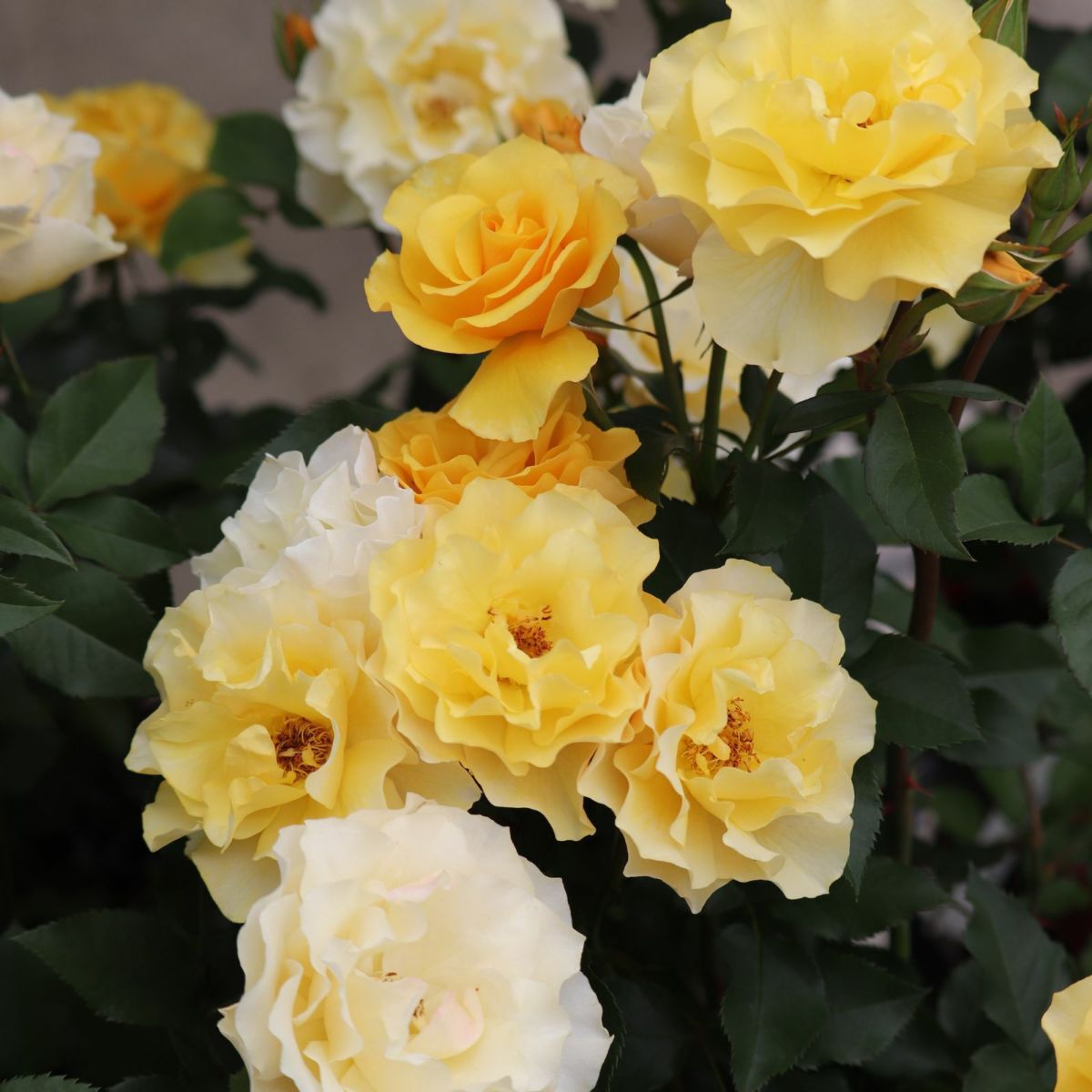 光や炎を感じる濃黄色をしたカチューシャというバラの画像