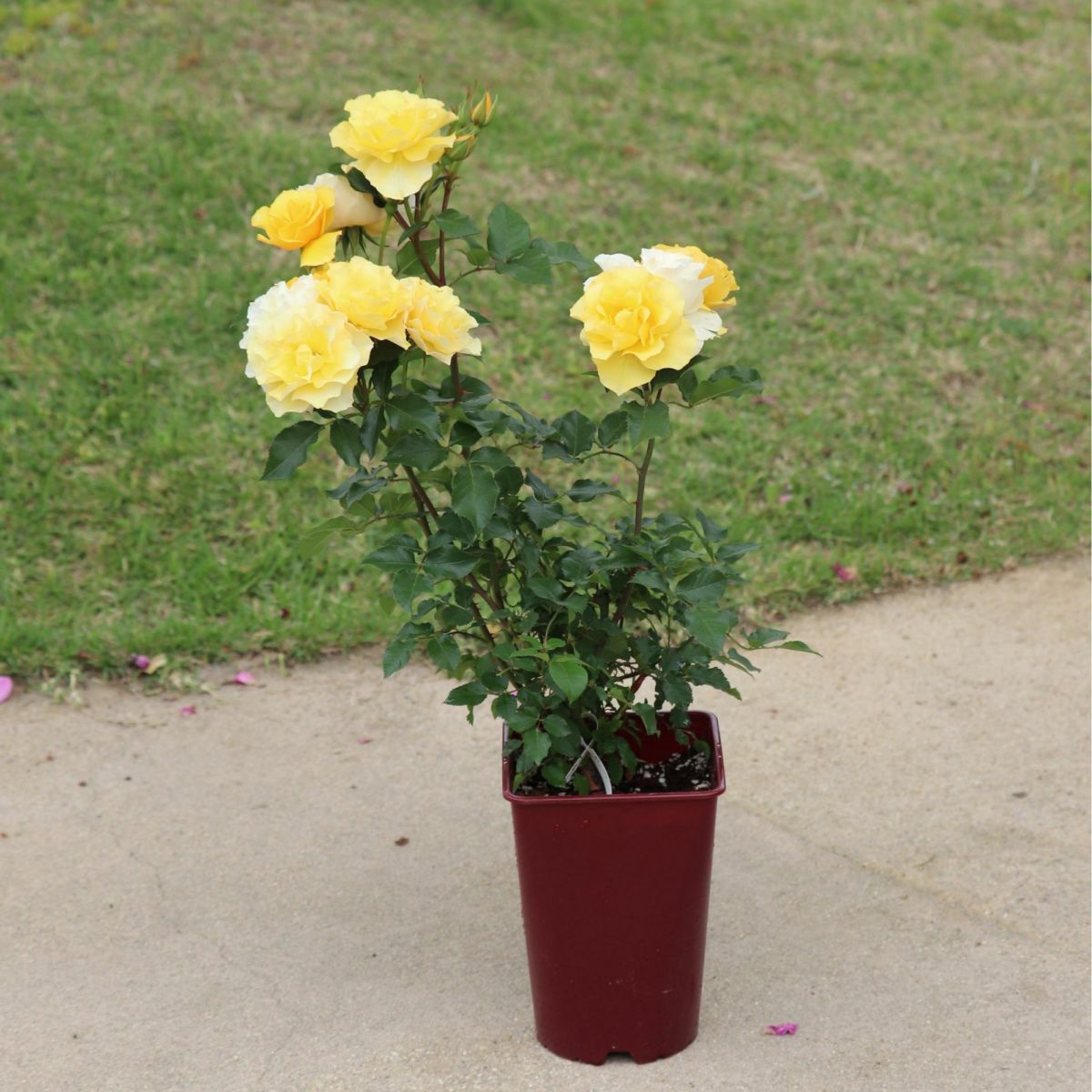 光や炎を感じる濃黄色をしたカチューシャというバラの鉢植え