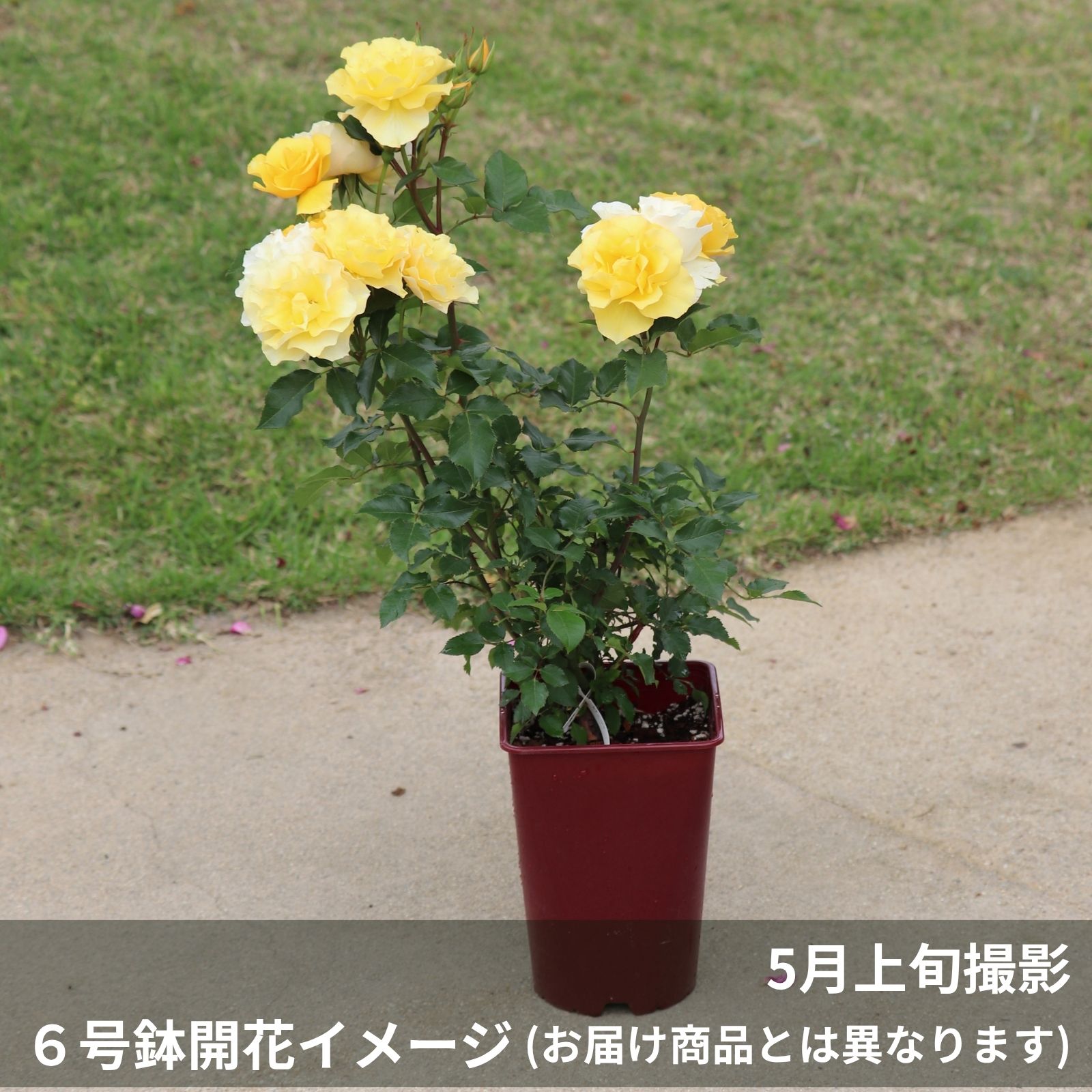 光や炎を感じる濃黄色をしたカチューシャというバラの鉢植え