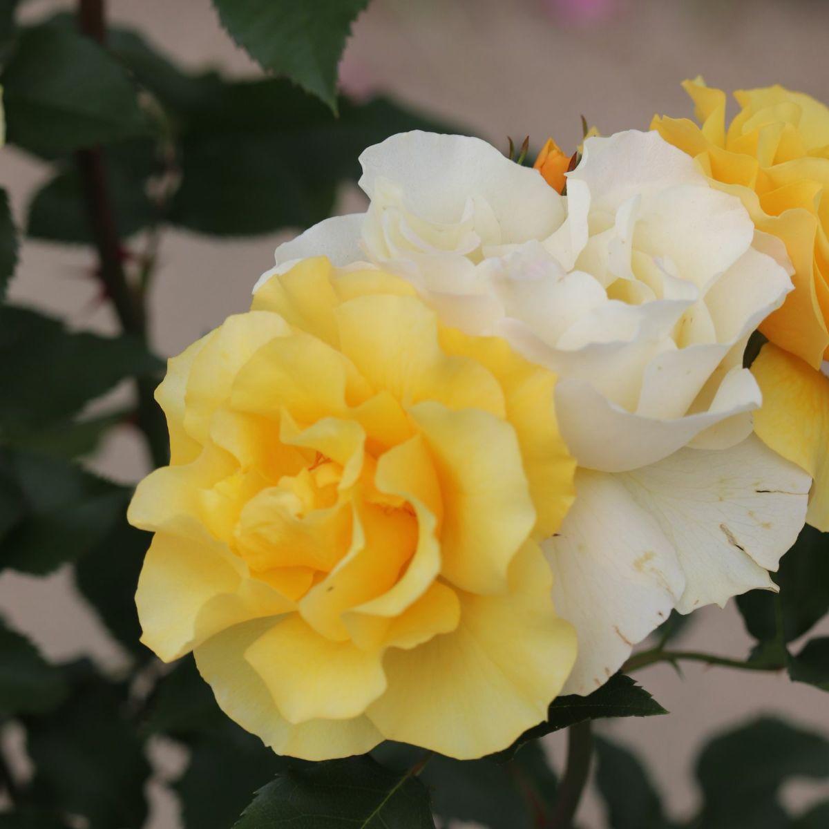 光や炎を感じる濃黄色をしたカチューシャというバラの画像