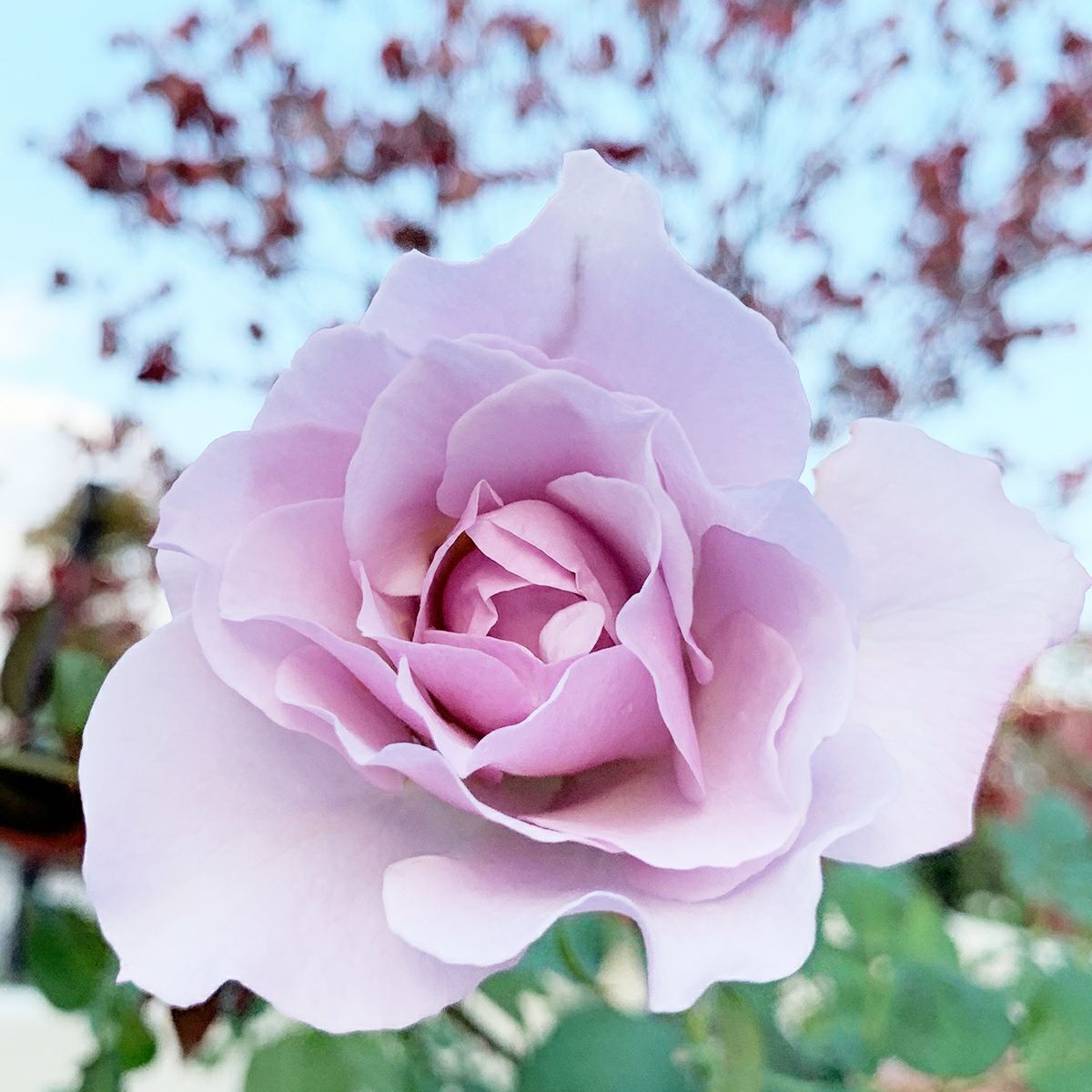 ライラックピンク色をしたシルフィシルフィというバラの画像