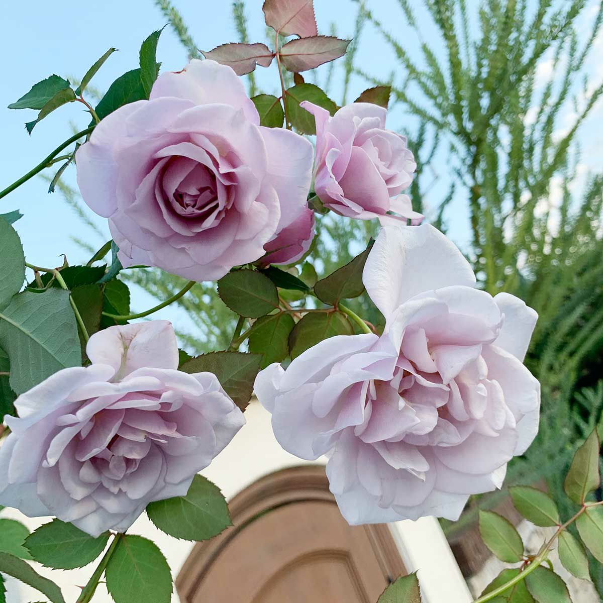 ライラックピンク色をしたシルフィシルフィというバラの画像