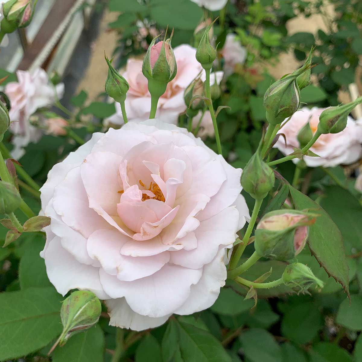 ライラックピンク色をしたシルフィシルフィというバラの画像