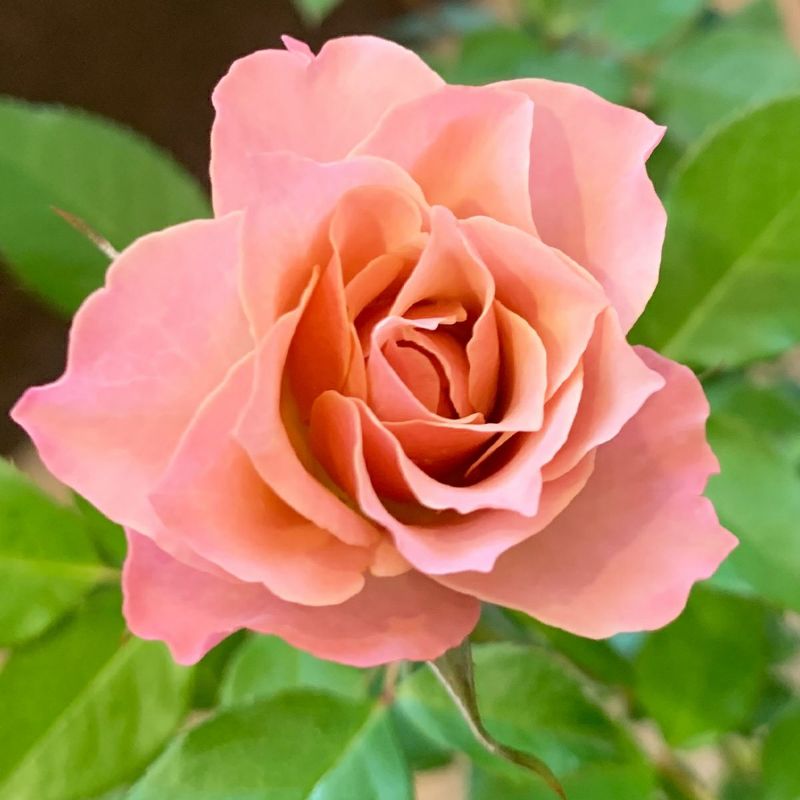 バラ 銘仙 めいせん 秋苗 大苗 ピンク系 四季咲 京阪園芸 F Gローズ ネオモダン バラ苗 薔薇 2108 京阪園芸ガーデナーズwebショップ 本店 バラ 銘仙 めいせん 秋苗 大苗 ピンク系 四季咲 京阪園芸 F Gローズ ネオモダン バラ苗 薔薇 2108 京阪園芸ガーデナーズwebショップ 本店
