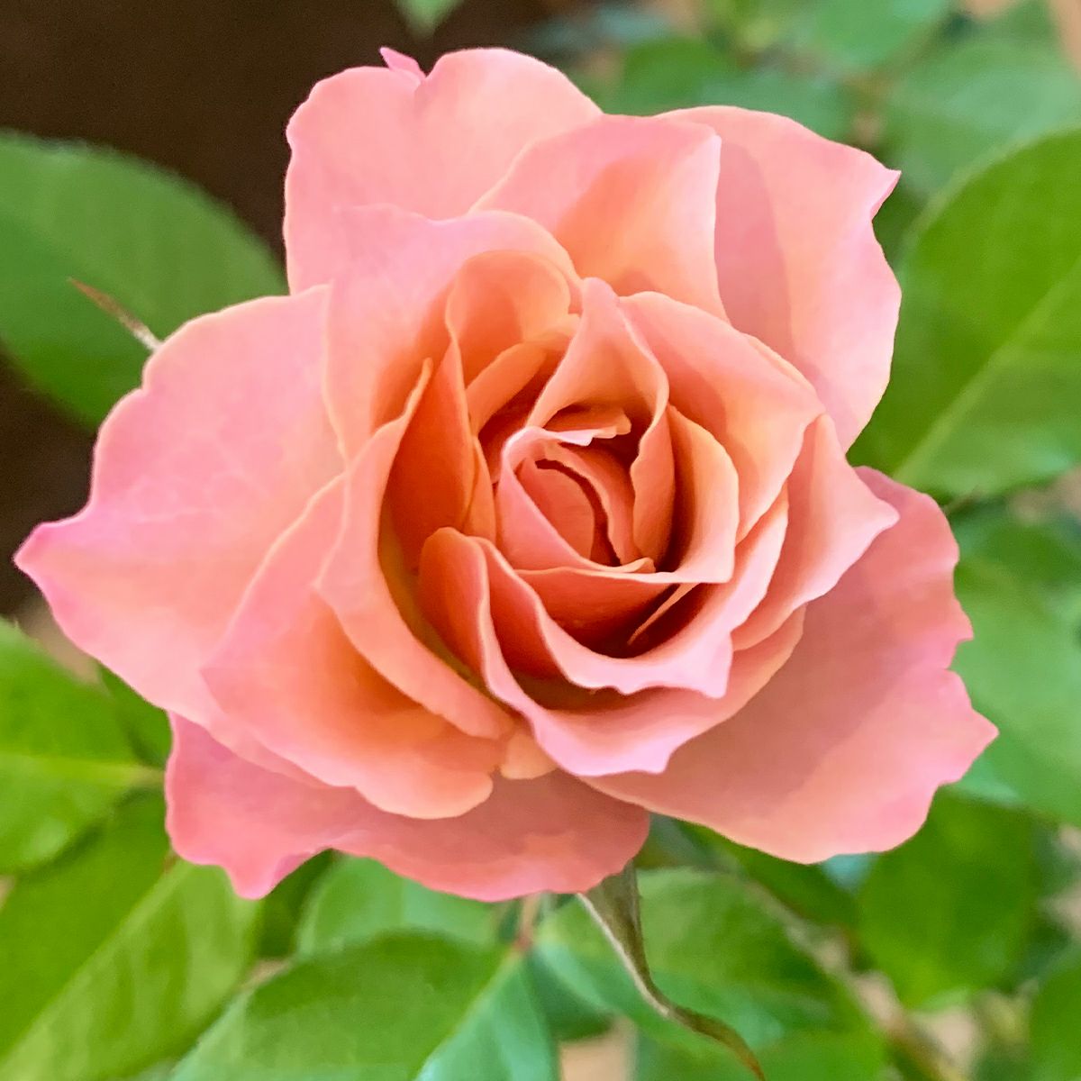 ライラックピンク色をした 銘仙(めいせん)というバラの画像