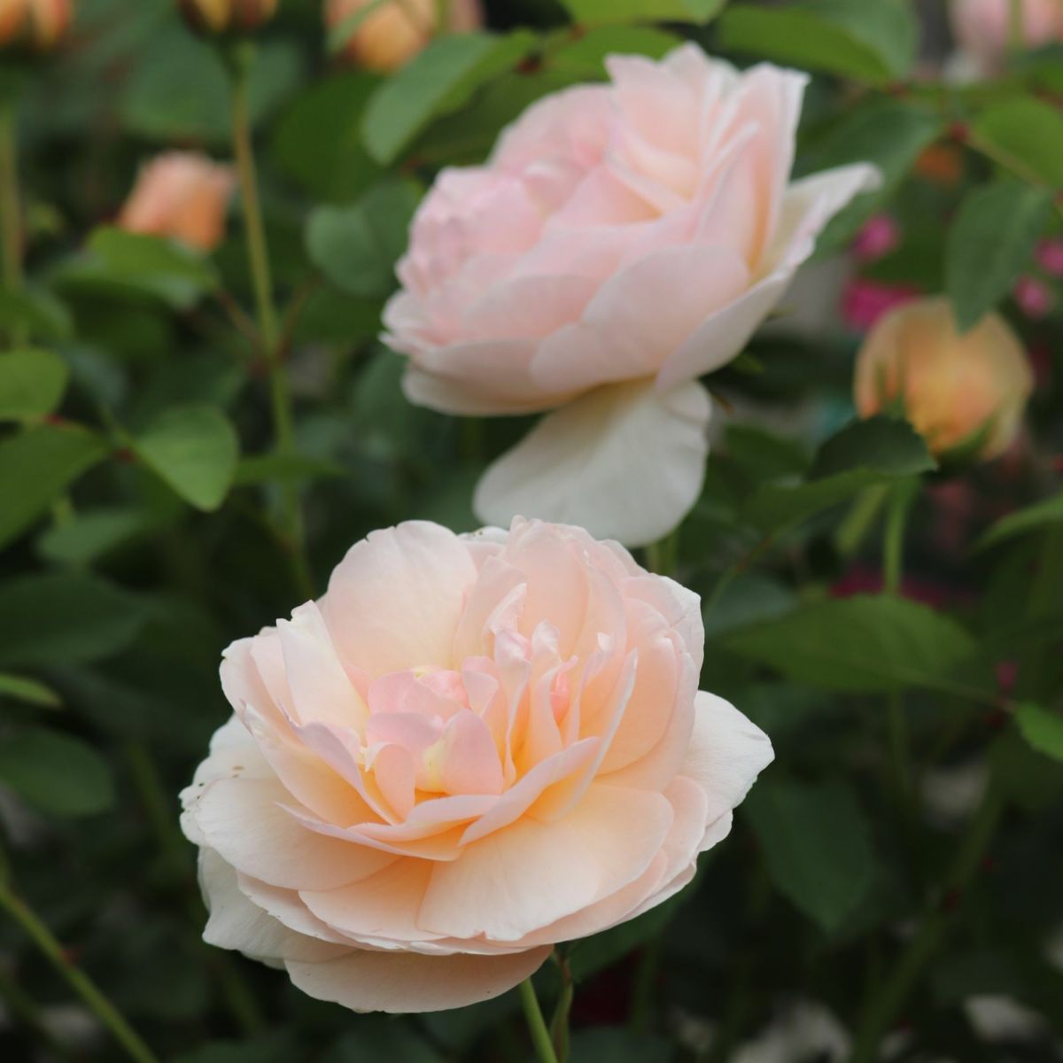 淡いアプリコット色をしたたまくしげというバラの画像