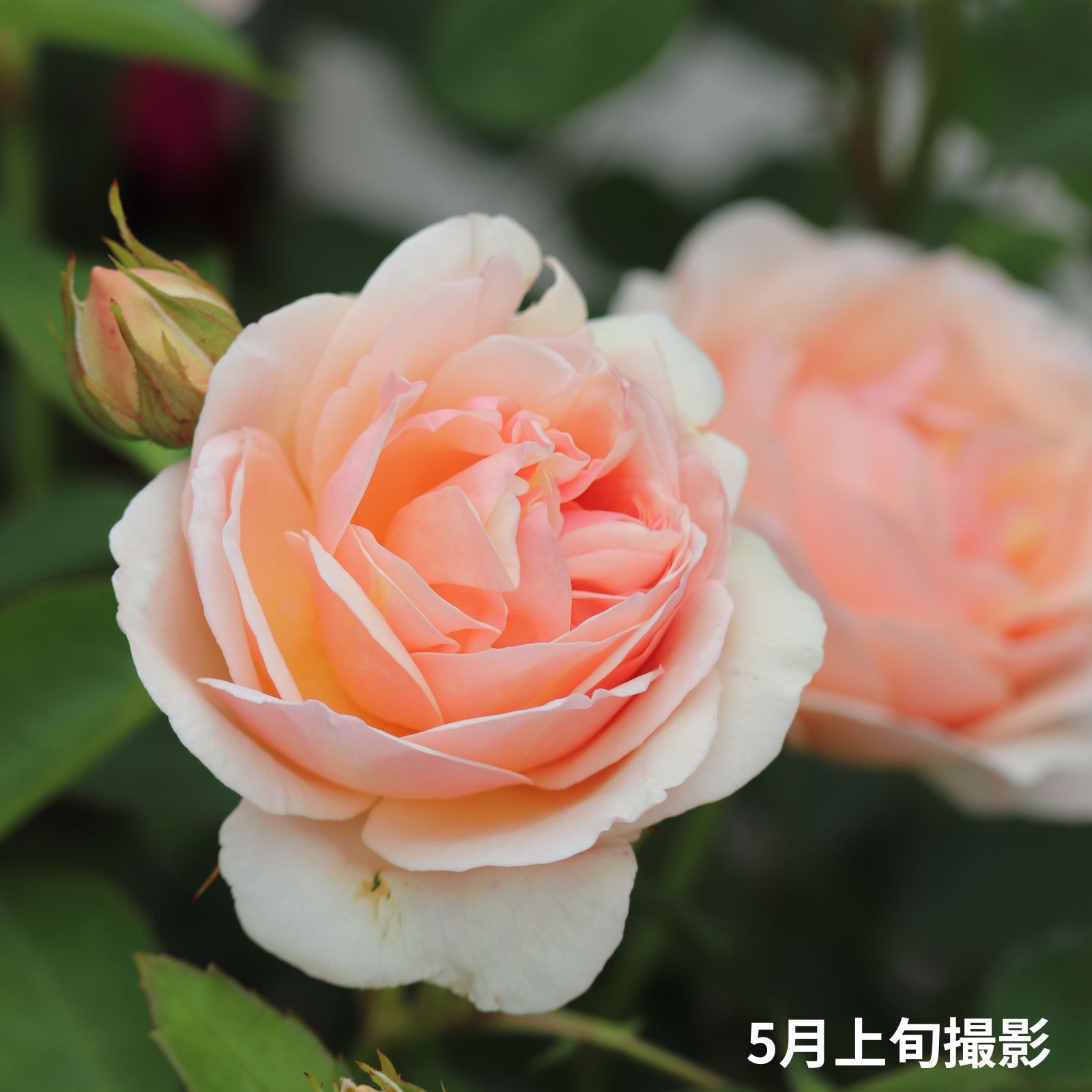 淡いアプリコット色をしたたまくしげというバラの画像